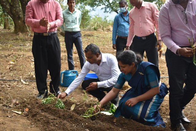 Walapane kandayaya