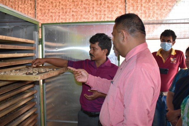 Walapane kandayaya