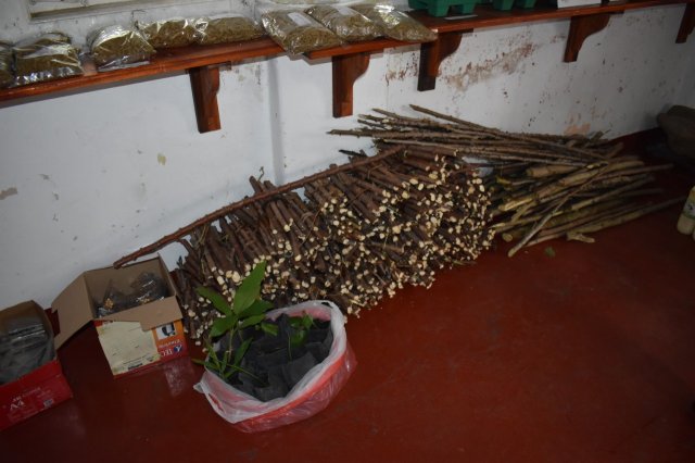 hangurankethafsp