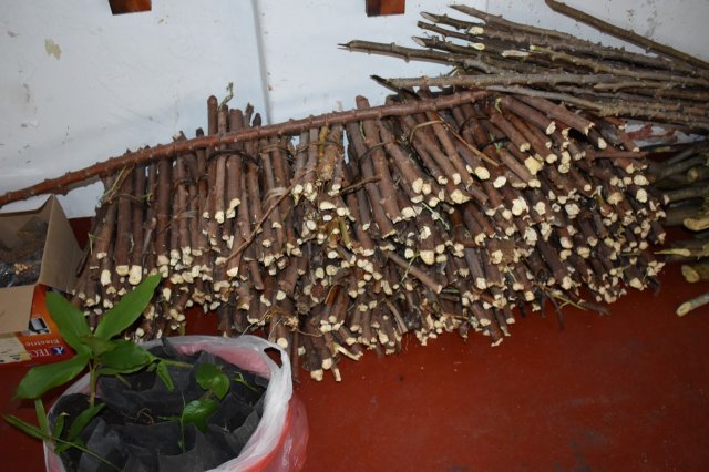hangurankethafsp