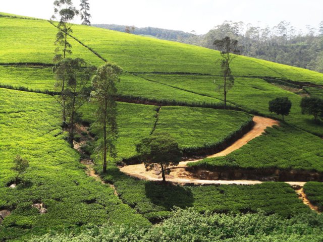 NuwaraEliya_photos