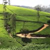 NuwaraEliya_photos